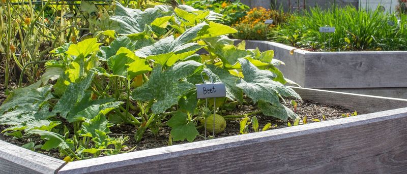 Build Lasagna Beds For Spring