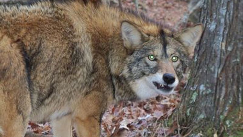 Contact Pennsylvania Wildlife Officials If Behavior Seems Unusual