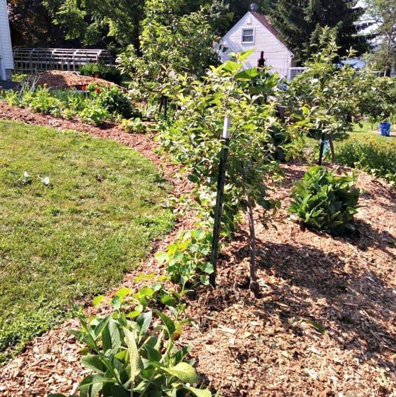 Mulch Generously