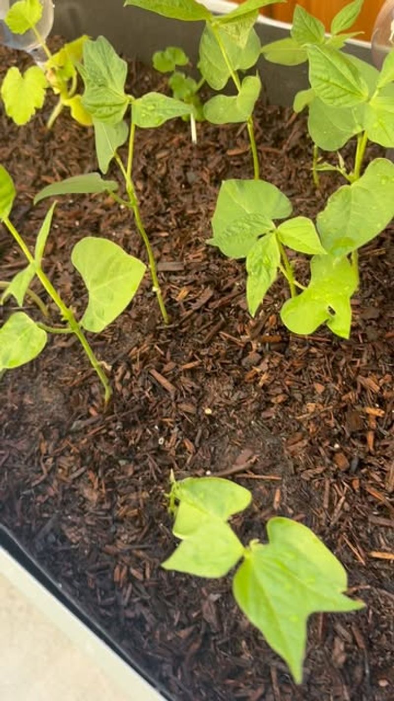 Implement Space-Saving Succession Planting