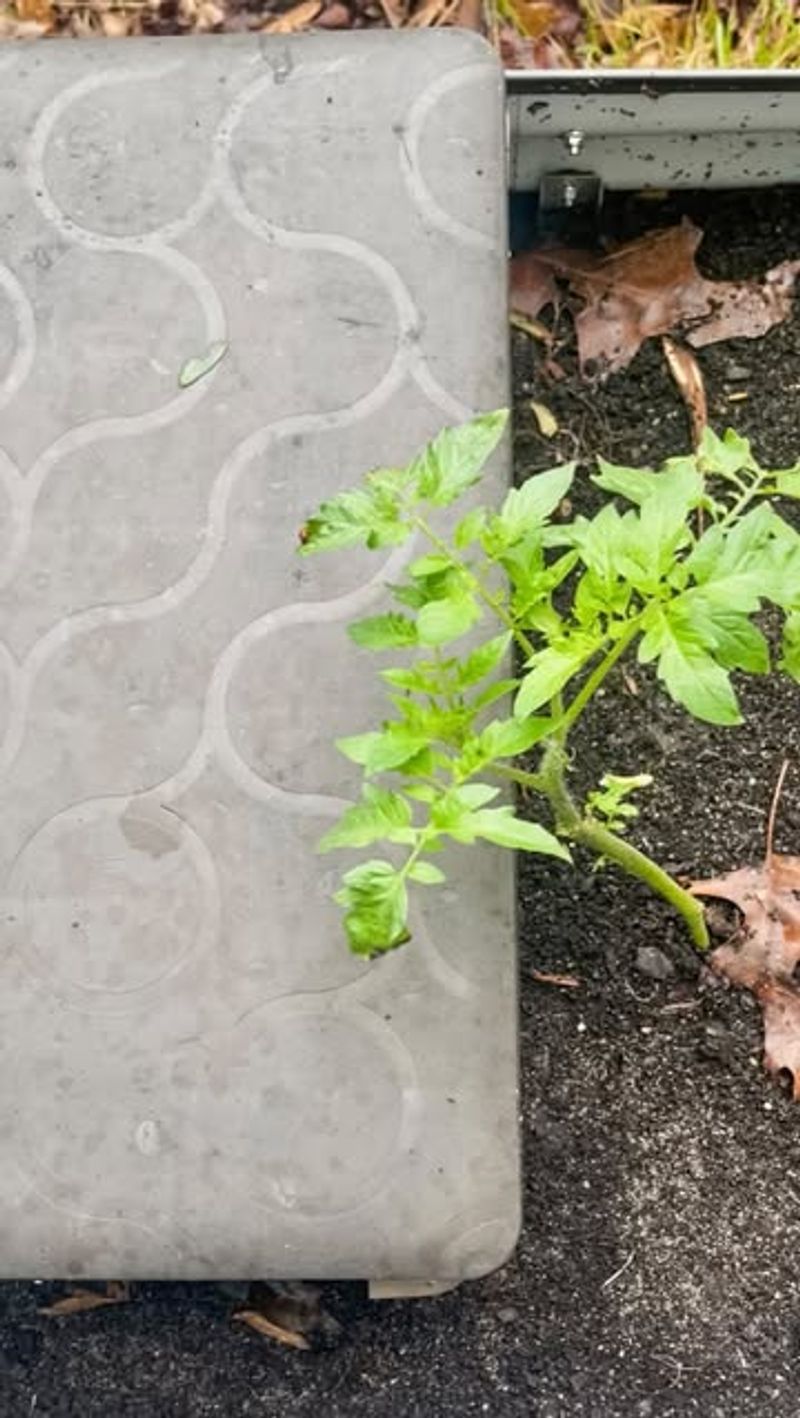 Save Volunteer Seedlings