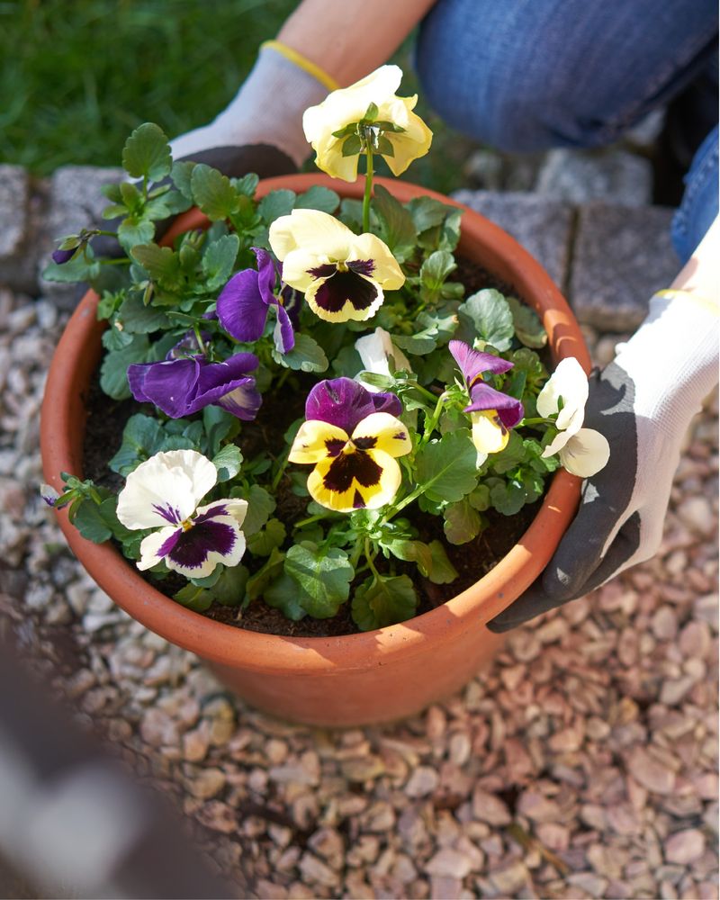 Choose Multi-Season Plants