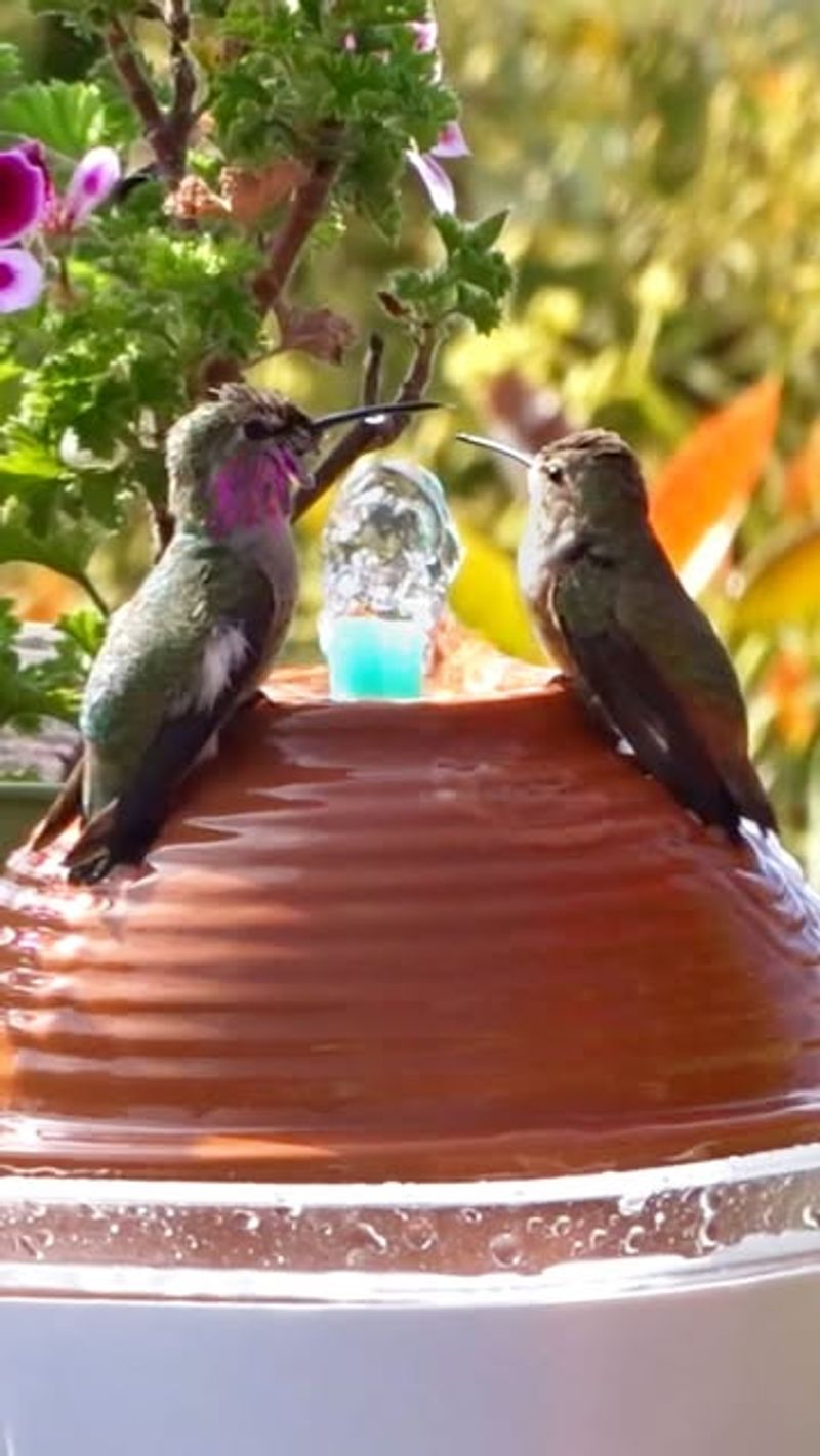 Establish Water Features