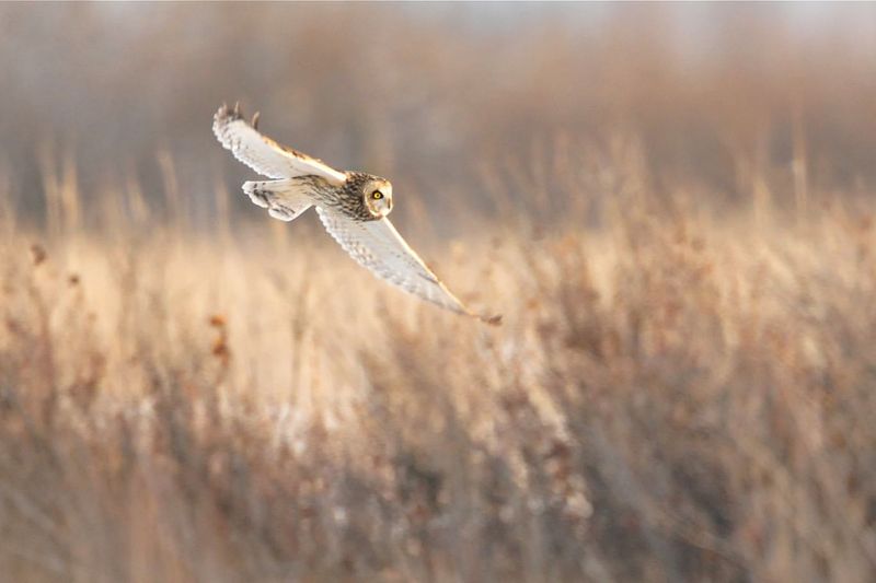 Maintain Grassy Areas For Hunting Grounds