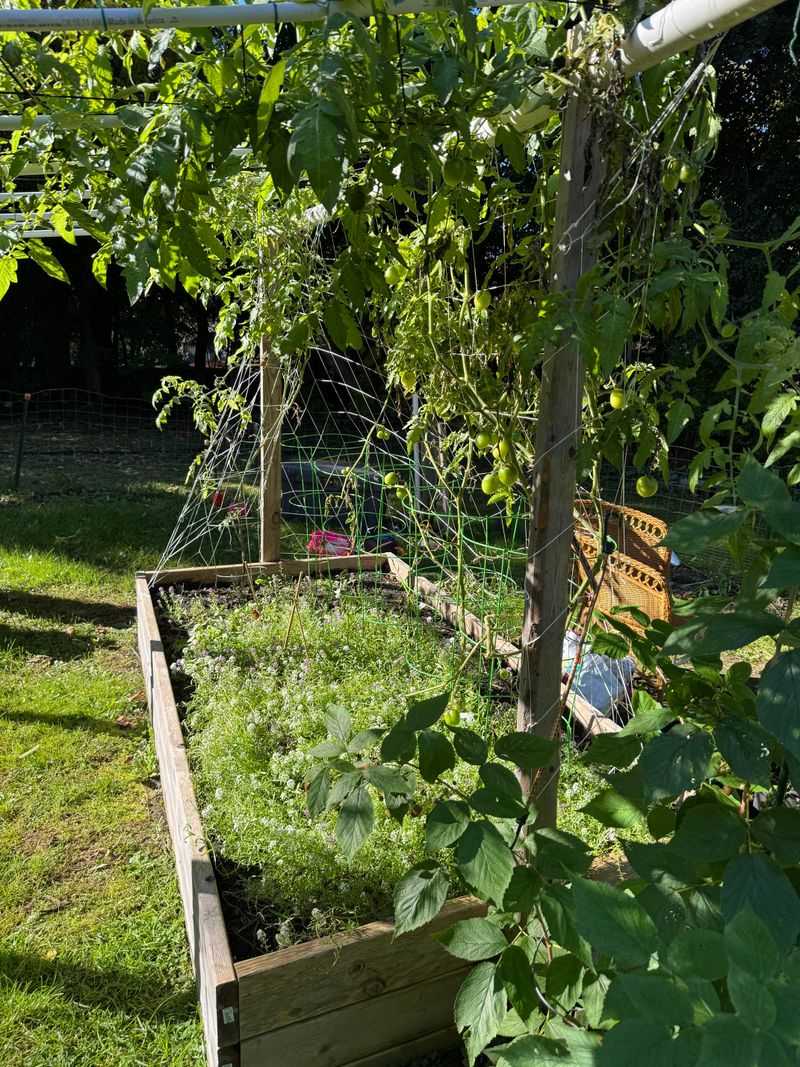 Practice Chop-And-Drop Mulching