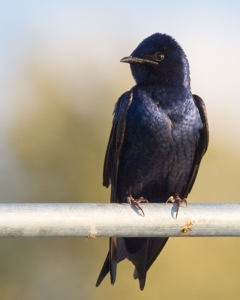 Join The Purple Martin Community