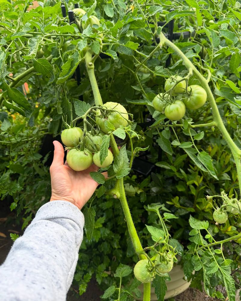 Harvest Earlier and More Often