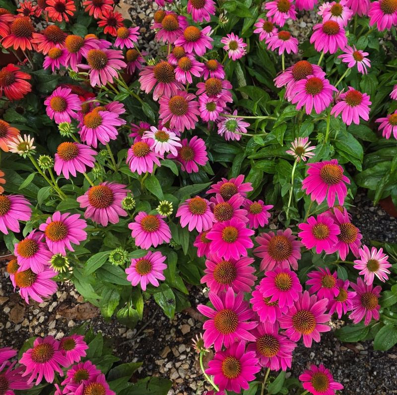Choose Heat-Tolerant Varieties