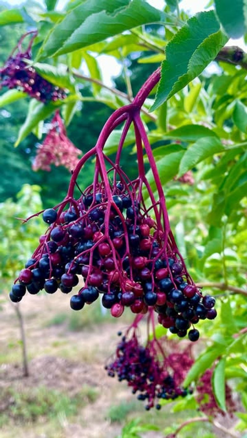 Plant Drought-Resistant Berries