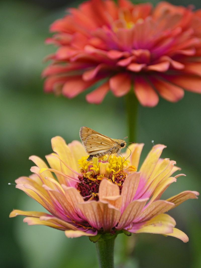 Plant Zinnia Borders