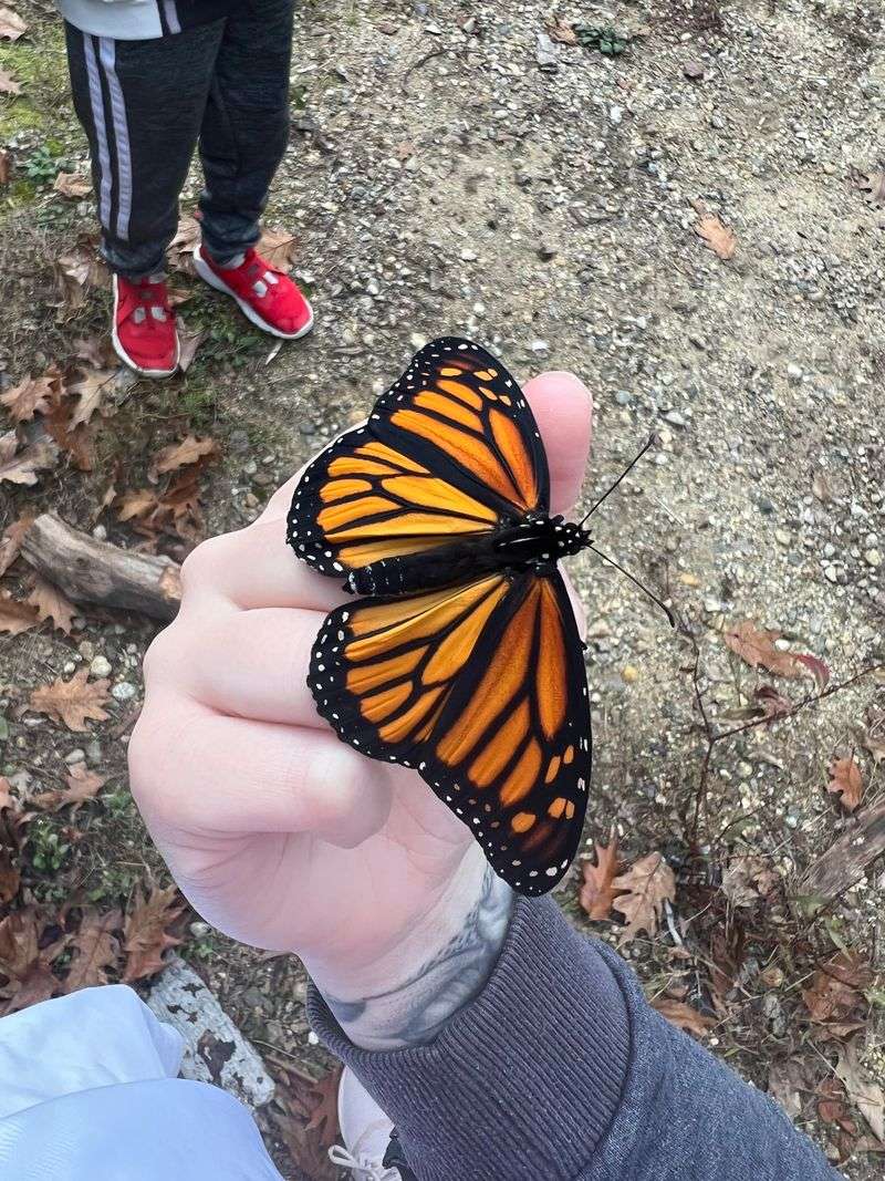 Volunteer for Tagging Programs