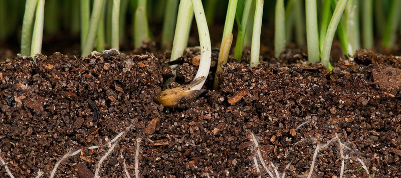 Introduce Beneficial Nematodes