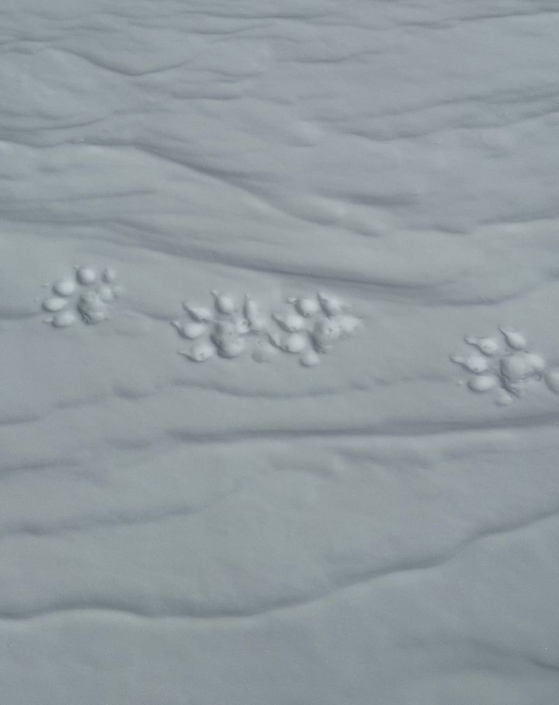 Follow Stories Written In Snow