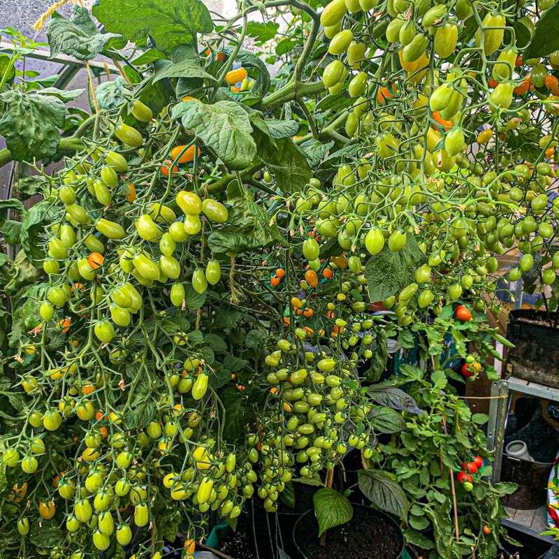 Practice Succession Planting