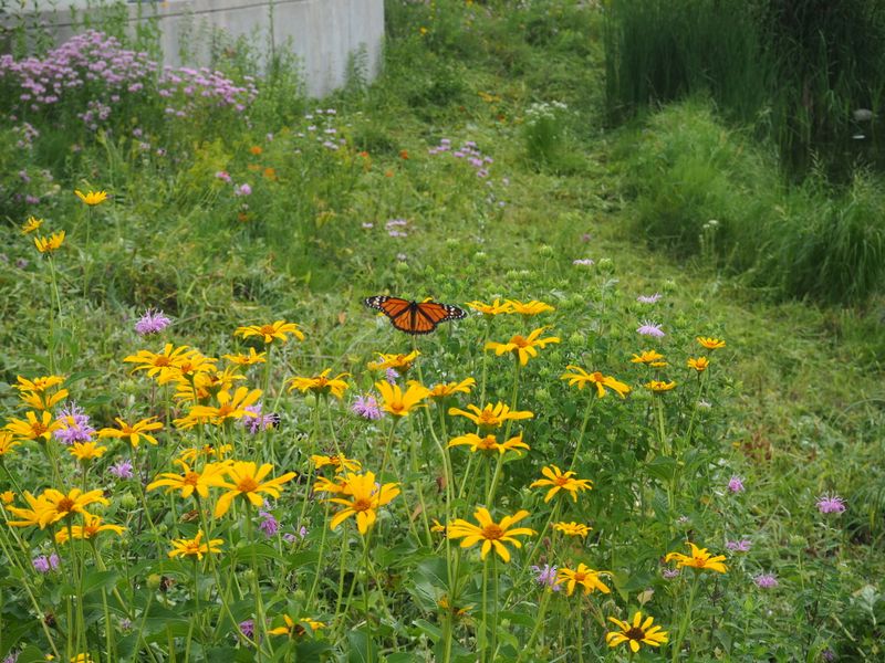 Establish A Dedicated Pollinator Meadow