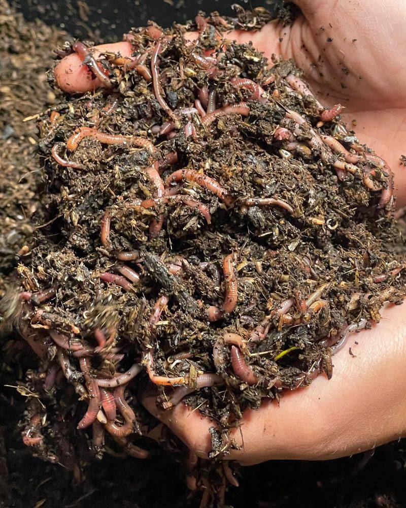 Add Your Worms Properly