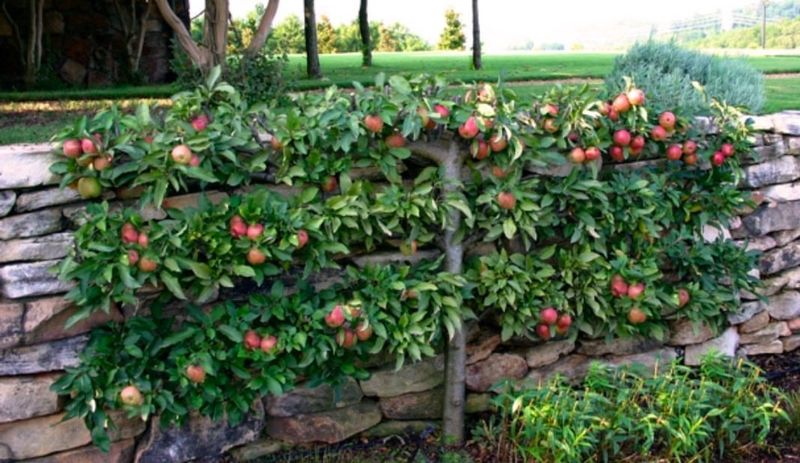 Incorporate Fruit Trees In Espalier Form