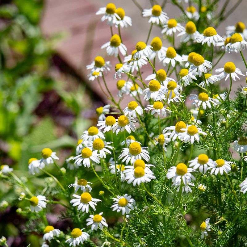 Plant an Herbal Tea Garden