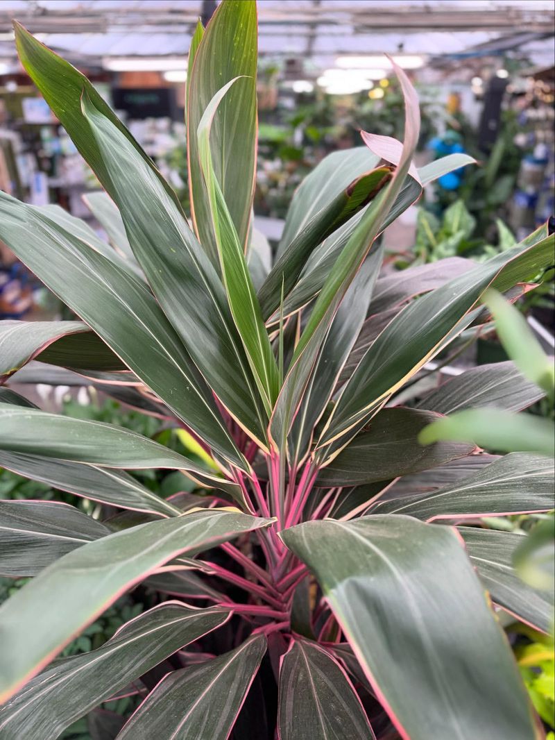 Group Plants Together