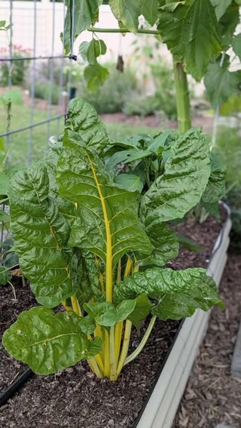 Master Succession Planting