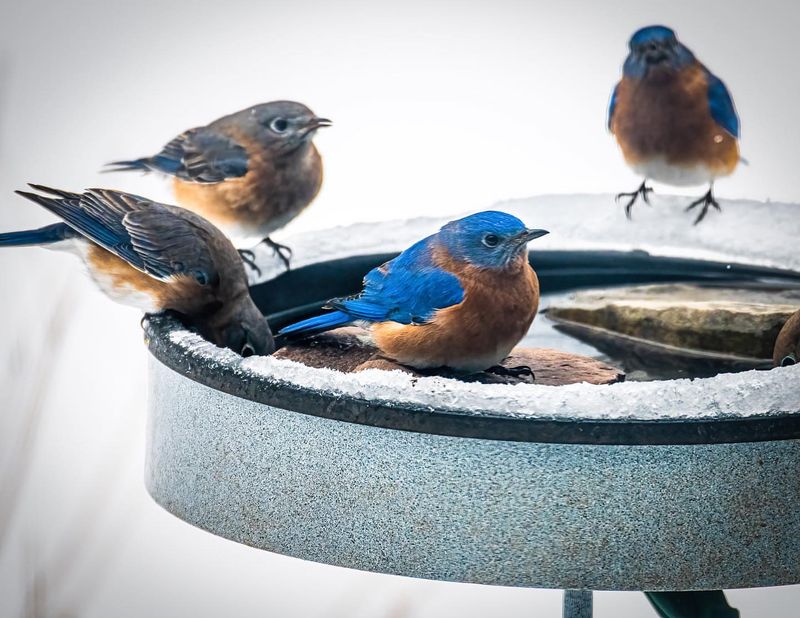 Helps Birds Through The Toughest Transition