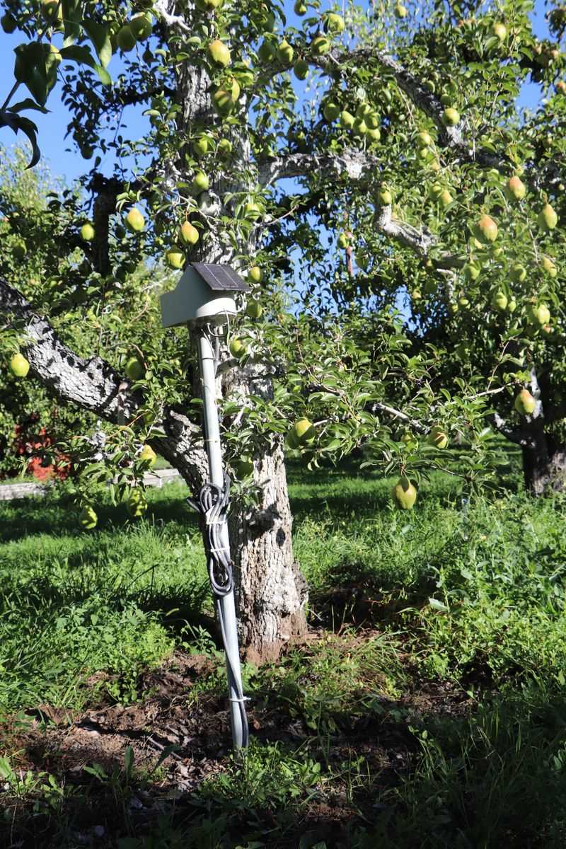 Supporting Young Fruit Trees Through Drought