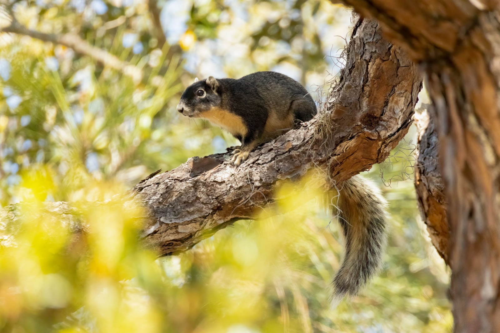 Creatures You’re Legally Not Allowed To Remove From Your Florida Home Or Garden
