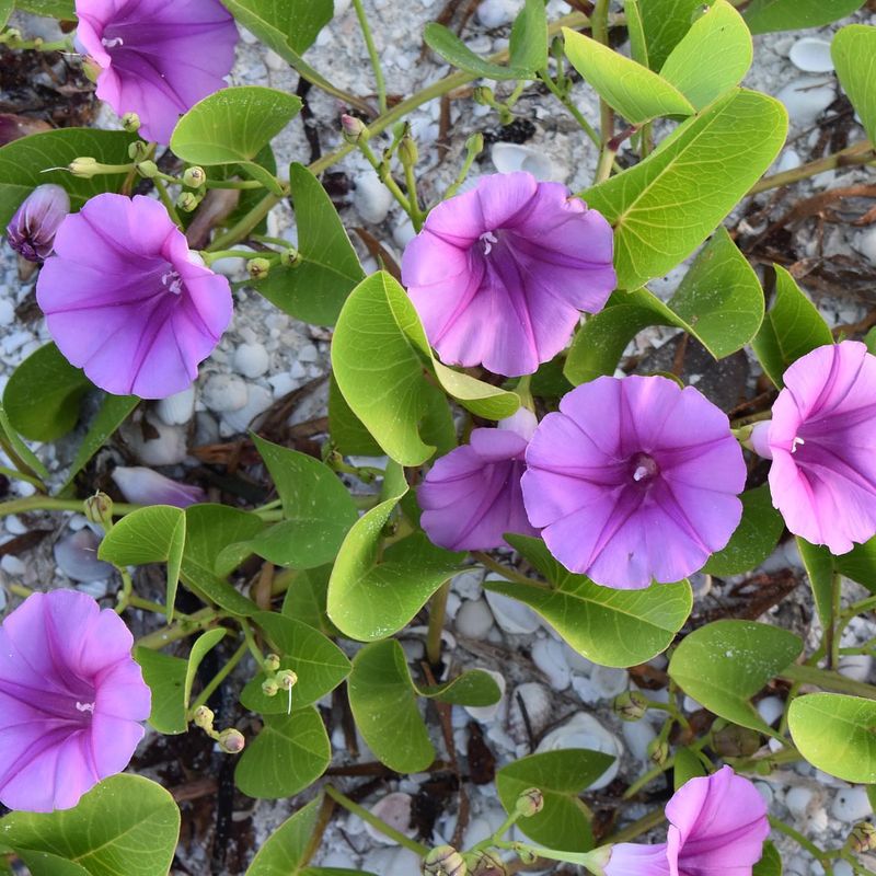 Beach Morning Glory Along Walkways