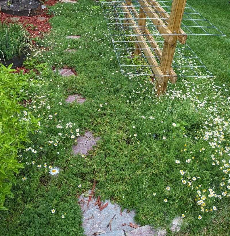 Roman Chamomile - The Aromatic Lawn Alternative