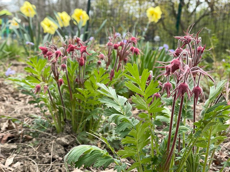 Prairie Smoke