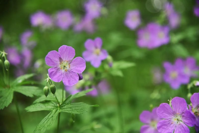 Wild Geranium (Geranium maculatum)