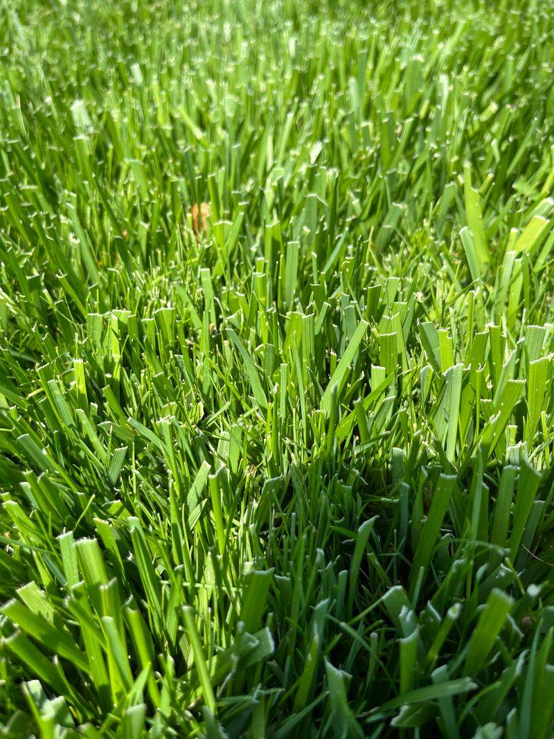 Turf-Type Tall Fescue