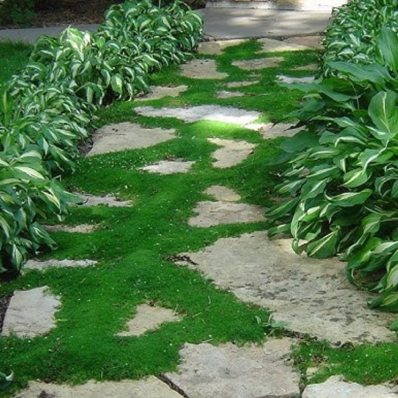 Moss - Nature's Carpet For Shady Spots