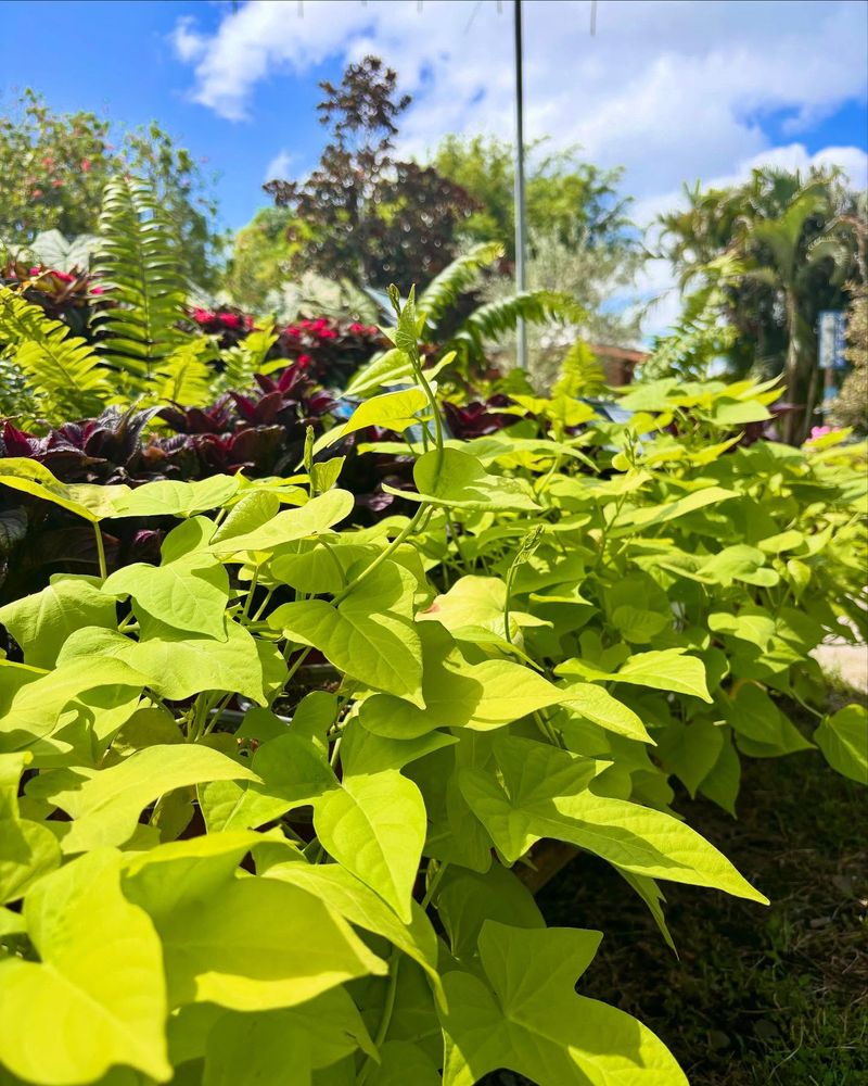 Sweet Potato Borders
