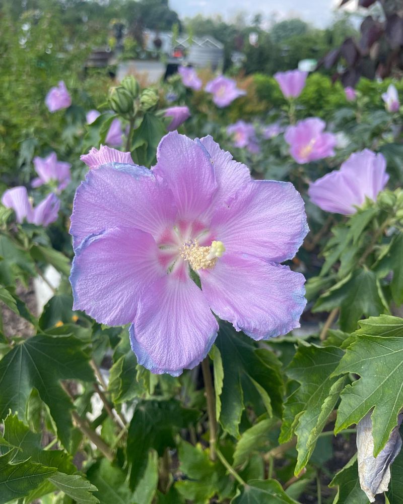 Rose of Sharon