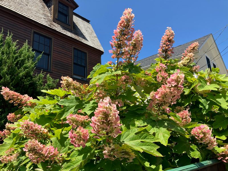 Oakleaf Hydrangeas Lose Their Flowers