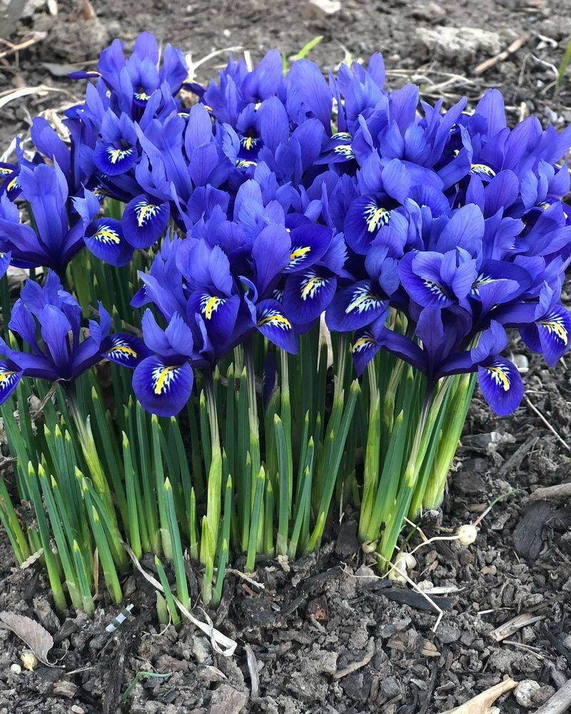 Reticulata Iris