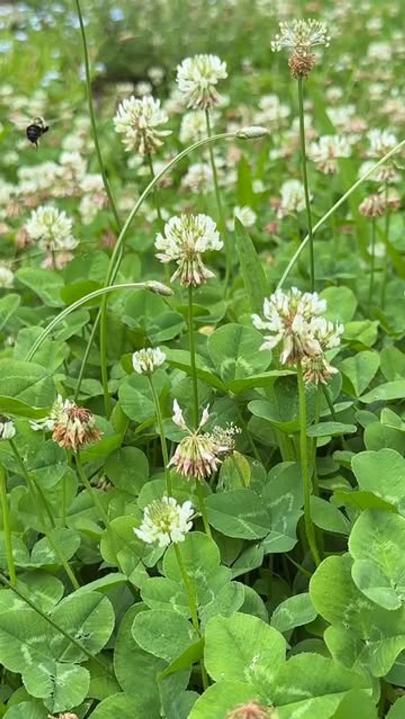 Alsike Clover