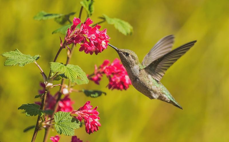 Flowering Currant