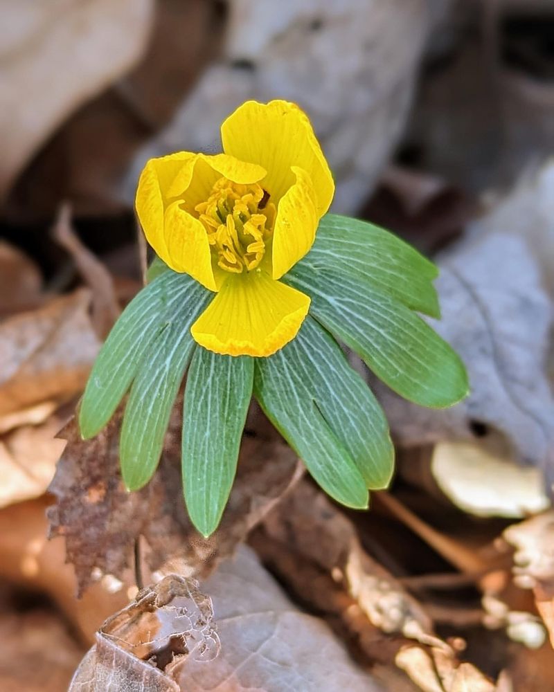 Winter Aconite's Golden Glow