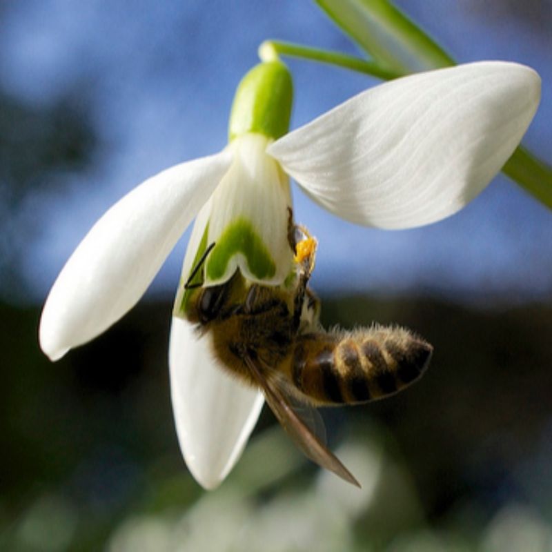 Snowdrops