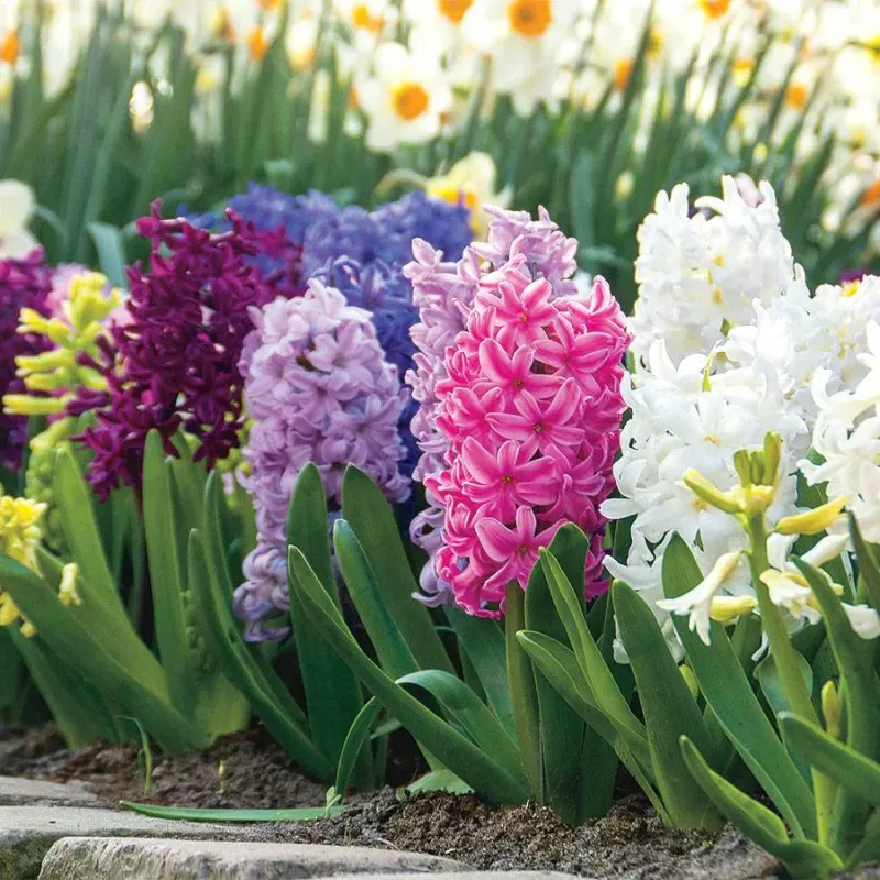 Hyacinths: Fragrant Favorites For Virginia Gardens