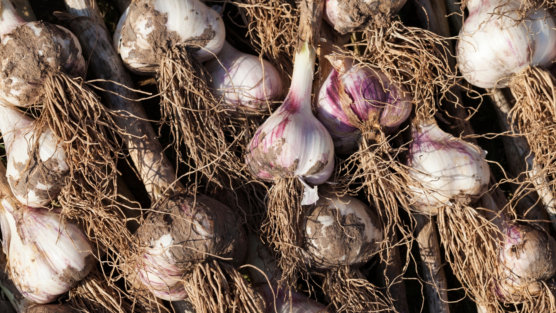 garlic