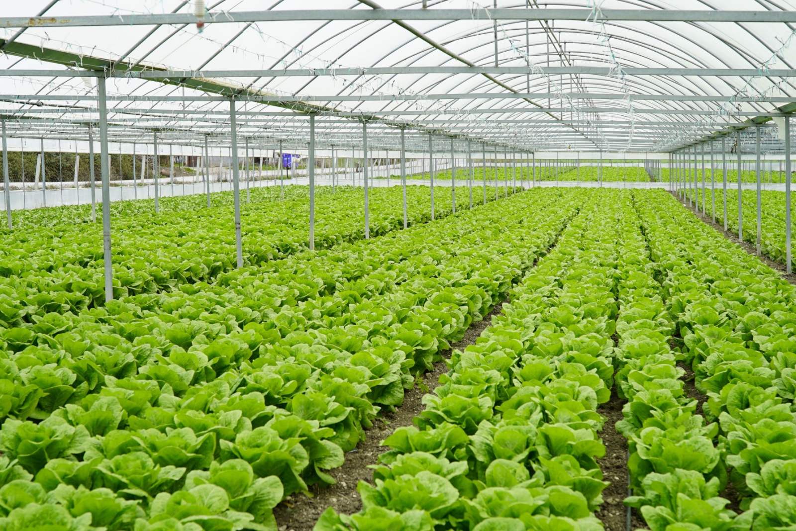 Crops That May Be At High Risk Of Pesticide Contamination In California Agriculture