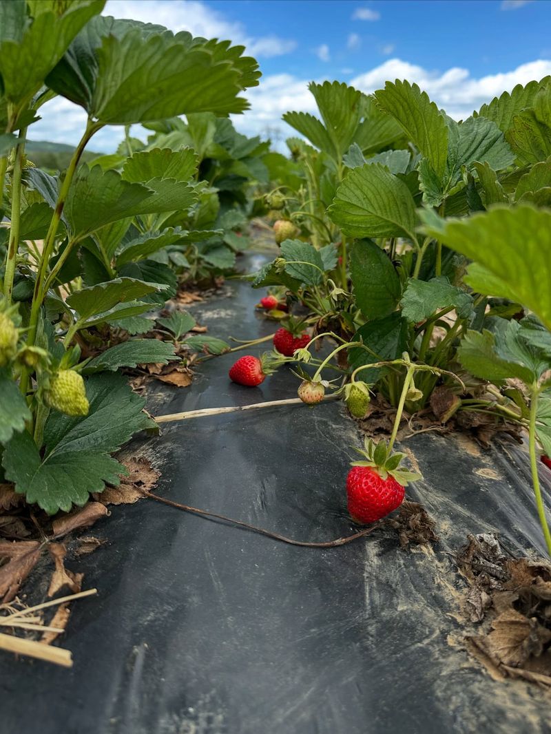 Strawberries: The Red Flag Fruit