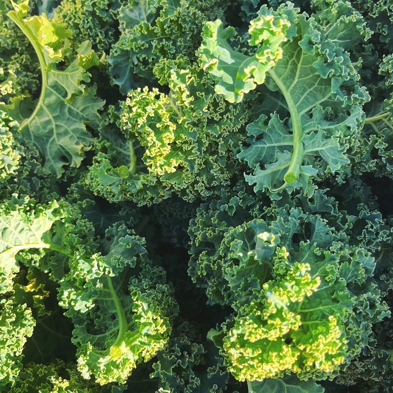 Kale