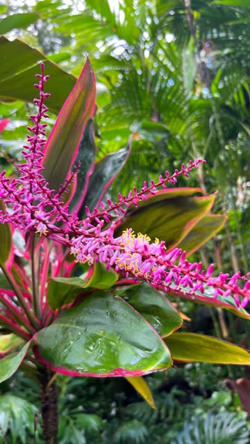 Ti Plant