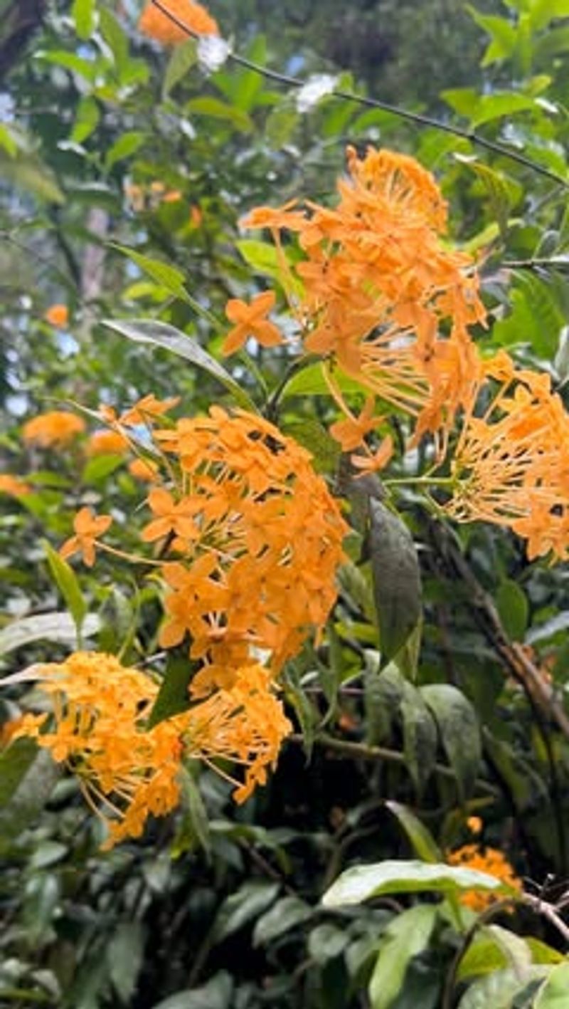Ixora