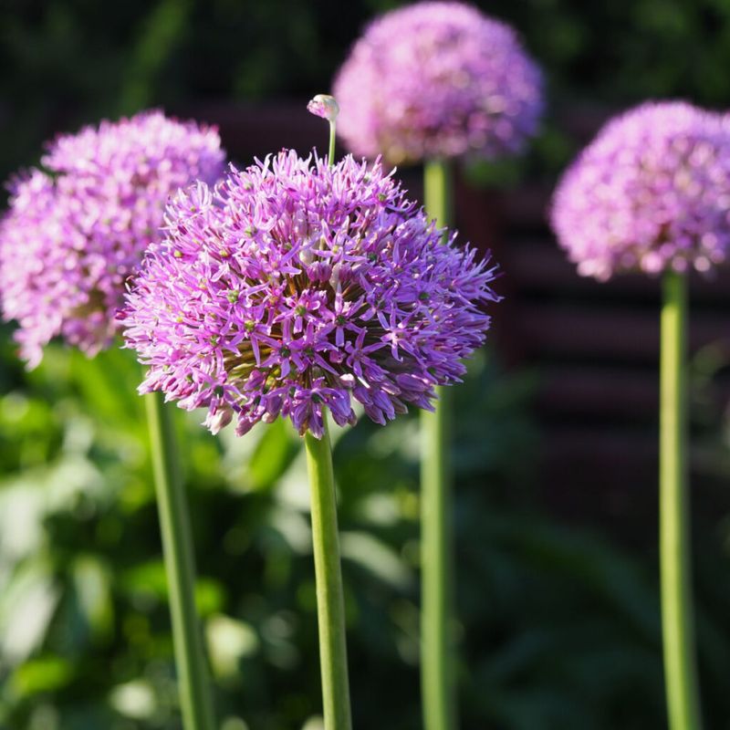 Alliums: Ornamental Onions That Deter Mice