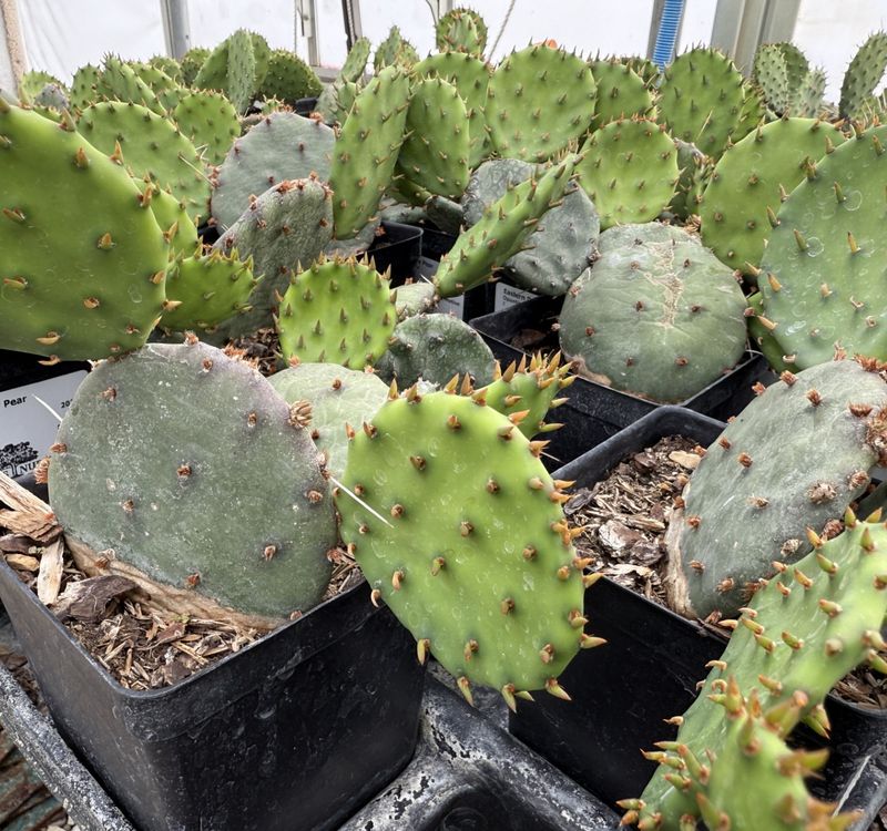 Prickly Pear Cactus (Opuntia)